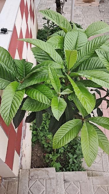Məhsul: Nespoli (Eriobotrya japonica) fidanı – dekorativ və meyvə