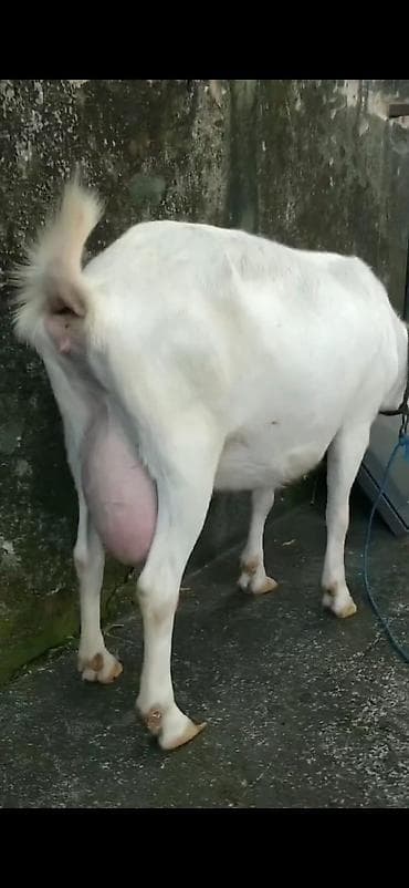 Digər heyvanlar: Ağ rəngli süd keçisi və balası - Cins: süd istiqamətli ağ keçi (böyük — 5