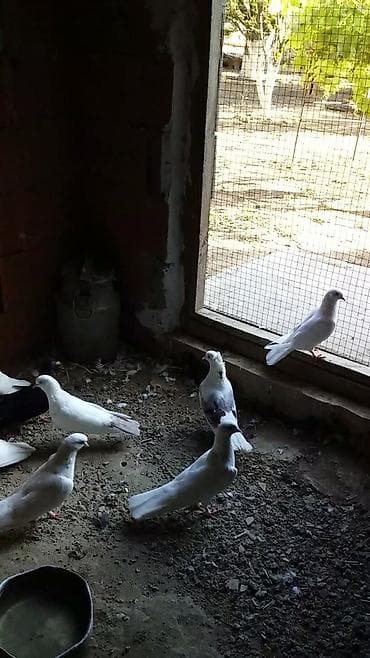 Голуби: Tergizilme vap aktiv qiymete gore heckim narahat etmesin quslara — 3
