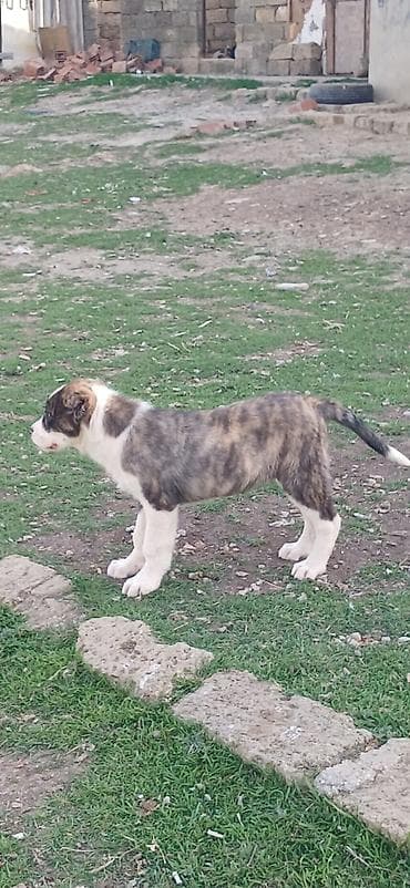 şpits itleri: Qurdbasar, 2 ay, Dişi, Peyvəndli — 6