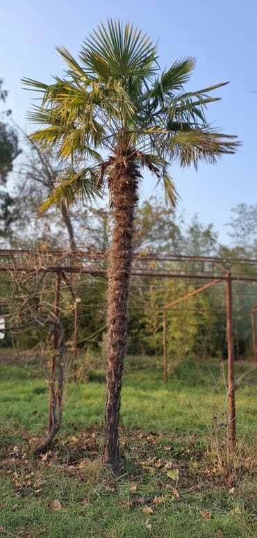 metbex su kranlari: Trachycarpus fortunei (Hündür gövdəli fan xurması) – dekorativ — 1