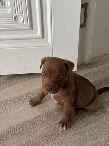 щенок в хорошие руки: 1 месяц — 2