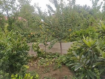 celilabad ev: Bağ sahəsi – meyvə ağacları və üzümlüklə - Yaşıl, münbit torpaqlı — 4