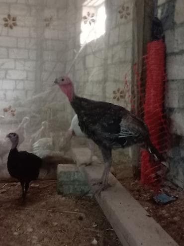 Heyvanlar: Məhsul: Hind quşları (puranalar) Təsvir: - Şəkillərdə göstərilənlər — 4