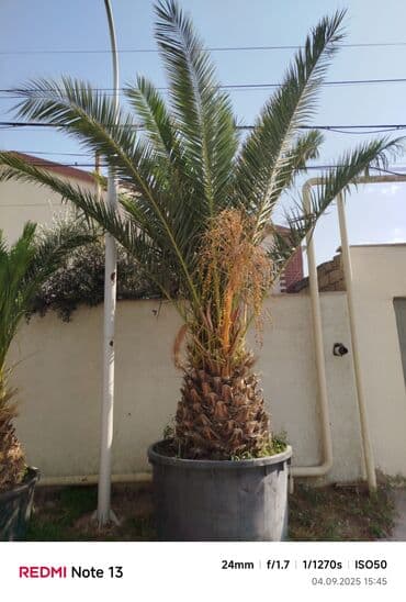 sekas palma: Xurma xurması (Phoenix canariensis) – iri şənlikli palma ağacları - — 1