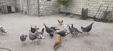 oglan it adlari azerbaycan: Erkək, Damazlıq — 6