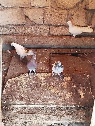 Göyərçinlər: Məhsul: Ev göyərçinləri (çəpər içi saxlanılan) Təsvir: - Bir neçə — 3