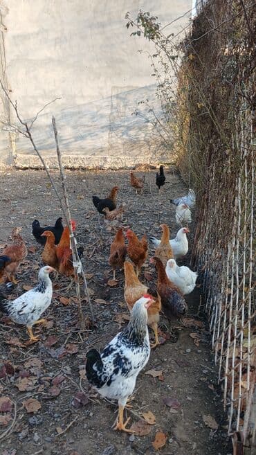 İtlər: Toyuqlar və xoruzlar satılır. Şəkillərdə iri və orta çəkili toyuq və — 6