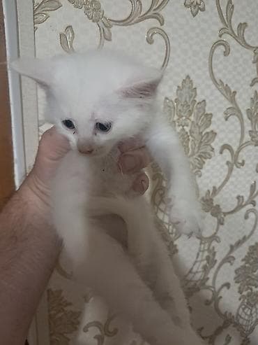 Кошки: Самка, В добрые руки, Самовывоз — 6