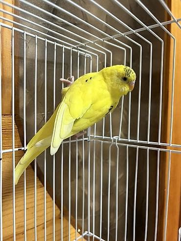 ev quş: Sarı dalmatian naxışlı dalğalı tutuquşu (budgerigar) - Növ: Dalğalı — 2