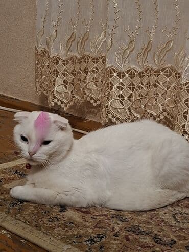 Heyvanlar üçün mallar: Şotland, Ünvandan götürmə — 2