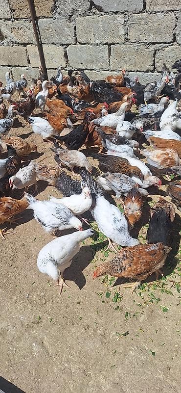 cucə yuvası: Toyuq cücələri, Damazlıq — 8
