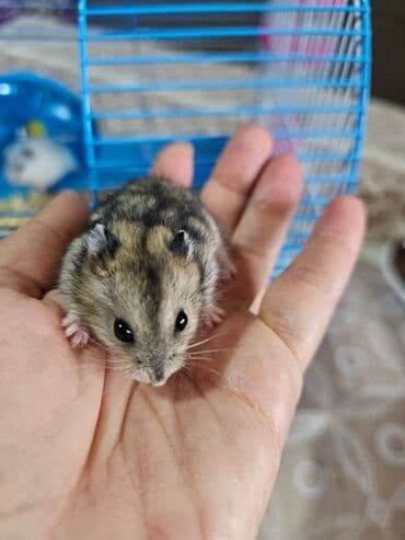 haski satisi: Hamster. Джунгарики. Djungar balaları satılır. Biri qəhvəyi, o biri — 3