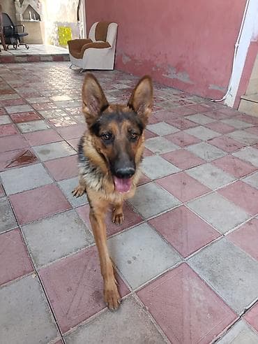 husky satilir: Alman çoban iti, 1 il, Dişi, Peyvəndli, Ünvandan götürmə — 3