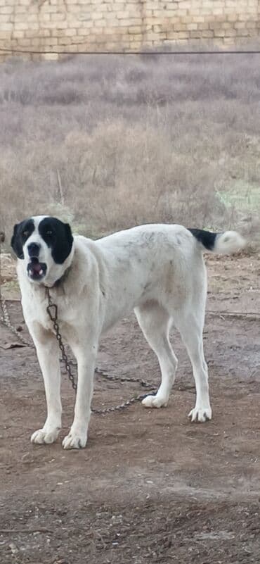 pitbull itləri: Alabay, 1 il, Dişi, Peyvəndli, Ödənişli çatdırılma — 8