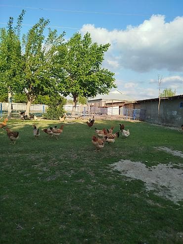 cuce ve xoruz: Kənd toyuqları satılır. 11 ədəddir, 10 fərə 1 xoruz, təbbi şəraitdə — 7