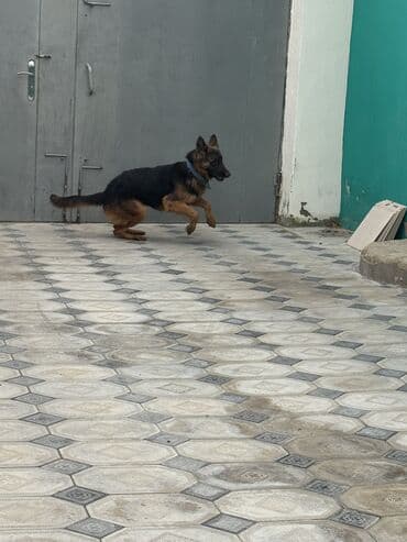 pomeranian dişi: Alman çoban iti, 1 il, Dişi — 4