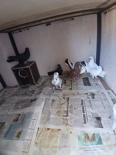 cütleşdirme: Məhsul: Ev göyərçinləri (bir neçə rəngdə və növdə) Təsvir: - — 1