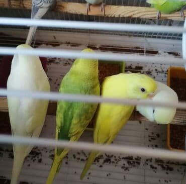 клетки для попугаев купить: Tutquşu yemə düşmüş balalar ələ öyrəşdirmək ücün danışdırmaq ücün cütü — 5