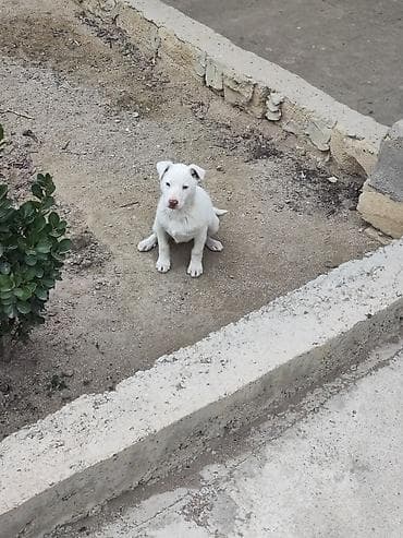 Heyvanlar üçün mallar: Məhsul: Ağ rəngli balaca it balası Təsvir: - Ağ tüklü, qısa tüklərə — 3