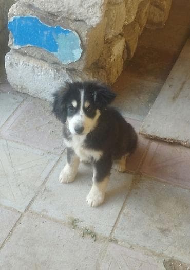 alman coban iti: Koker spaniyel, 2 ay, Dişi, Peyvəndli, Ödənişli çatdırılma — 5