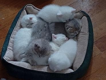 pişiy adları: Şotland, Erkək, Dişi, Yaxşı əllərə — 3