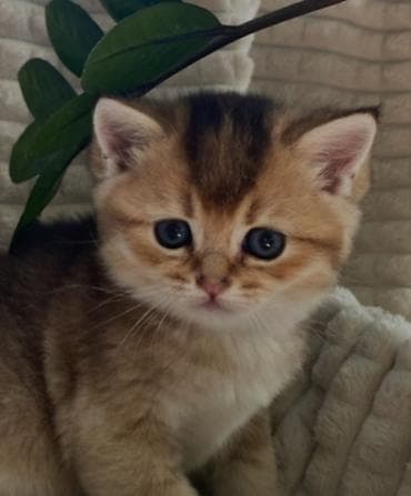 pisiyler: Şinşilla — 8