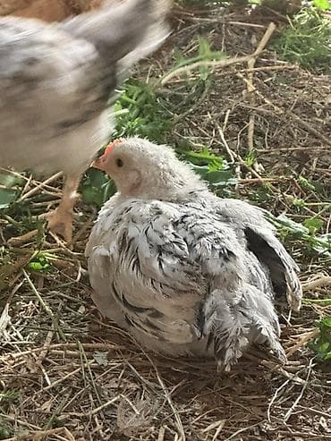 toyuq satan: Toyuq cücələri, Ətlik — 3