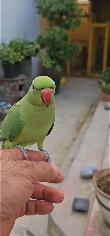 Ajireya papugay balasi satilir