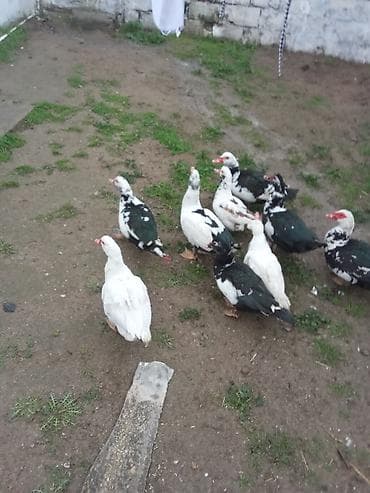 Зоотовары: 4 dene dışı 5erekey satlir erkey 20 manat dişler 15 Real alcilar — 3