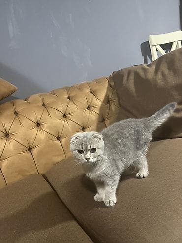 etibarli elere verilir: Şotland yastı qulaq, Yaxşı əllərə — 2