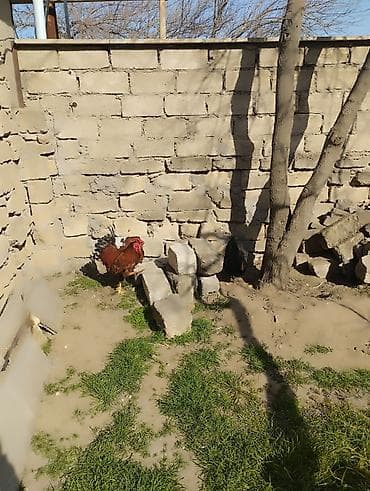 Atlar: Təsvir: - Qırmızı-qara rəngli, iri daraqlı və quyruğu parlaq tüklü — 10