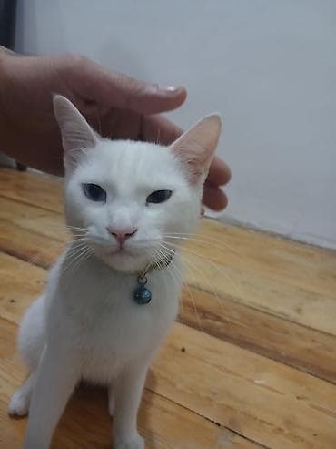 pişik qovan aparat: Yaxşı əllərə — 1