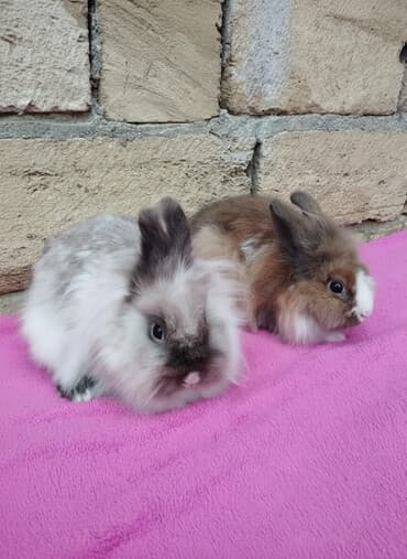 beyləqan sortu qoyun və quzuları: Dekarativ (Aslanbaş) az çəkili dovşanlar bala veren anaş dovşanlardı — 1