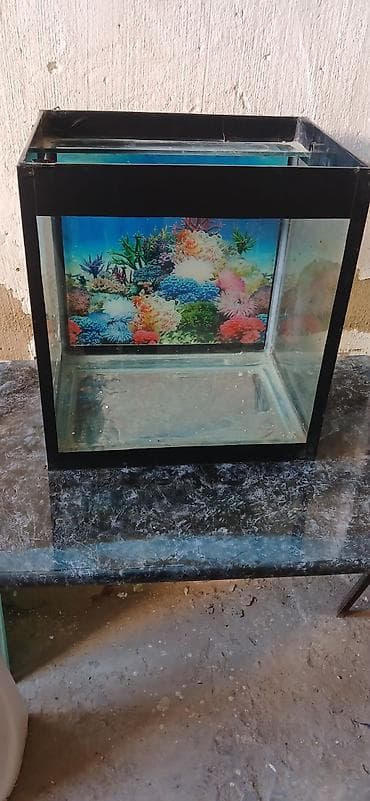 İkinci əl akvarium heç bir problemi yoxdur hündürlüyü 50 sm uzunu 47