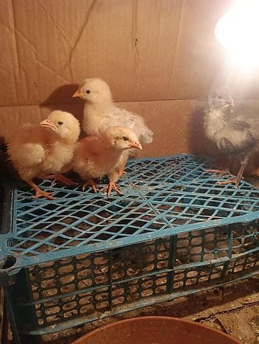 heyvanlar ucun bit dermani: Toyuq cücələri, Damazlıq, Ödənişli çatdırılma — 4
