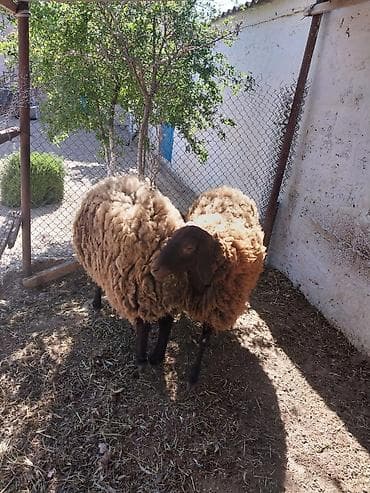 doberman satilir: 1 erkək 1 dişi satılır Bilgəh cinsi qumral — 2