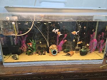 akva ayaqabılar: Uzunlugu 118, eni 36 hundurluyu 60 akvarium satilir baliqsiz — 1