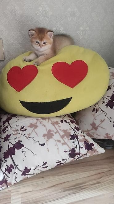 pişiy adları: Britan — 6