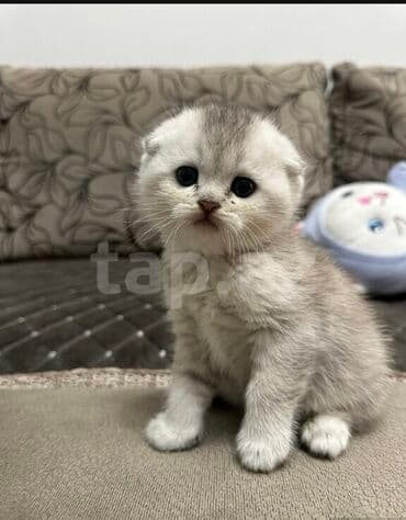 шотландская вислоухая кошка цена в баку: Şotland yastı qulaq, Erkək, Dişi, Ünvandan götürmə — 6