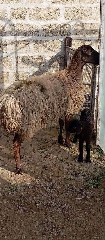 Heyvanlar üçün mallar: Salam ünvan Bakıin maştağa kendi obşi 5 baş heyvanlar 2 baş ana-bala 1 — 2