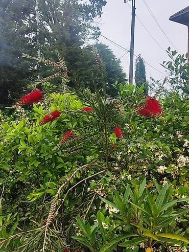 malina agaci: Həşəratcəkən fırça ağacı (Callistemon) – bağ və həyət üçün dekorativ — 1