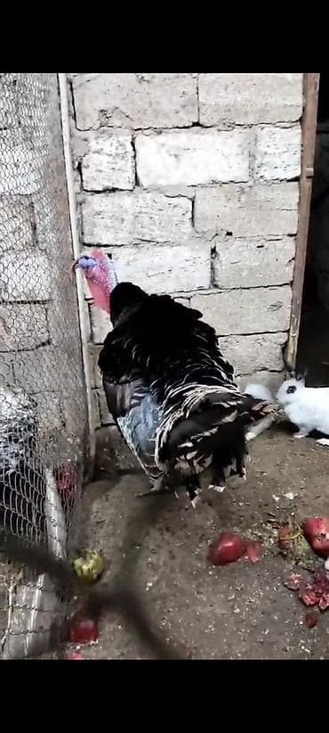 Hind quşu hinduşka iri çəkili kəsilməyə ya artırmağa əladi sort