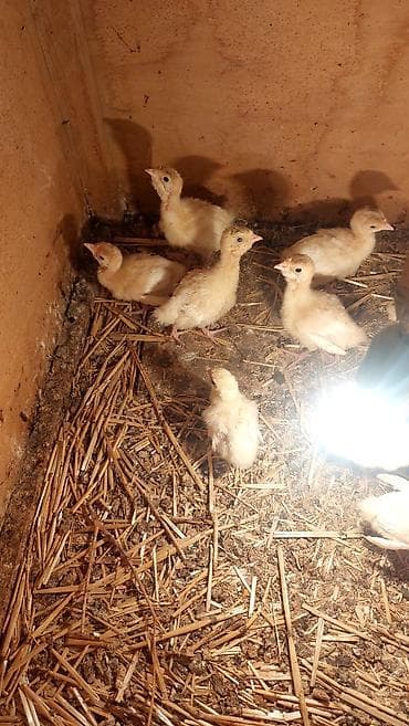 toyuq ucuz qiymete: Təmiz qan Ağ Kanada hindüşqa cücələri.Erkəklər 15-20kilo,Dişi — 2