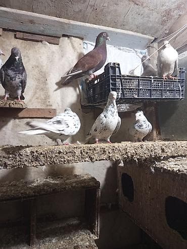 goyercin taklalar: Ev göyərçinləri – müxtəlif rəng və naxışlarda - Növ: Ev göyərçinləri — 3