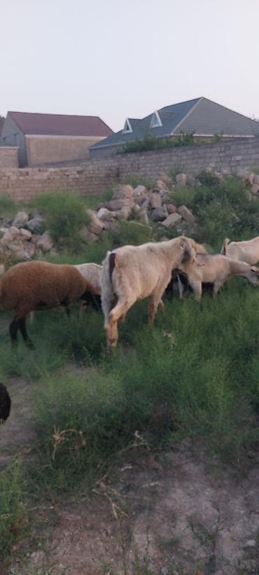 merinos qoyun: Ə keçi sürüsü erkək - Növ: yerli ətlik quyruqlu qoç-qoyunlar və — 3
