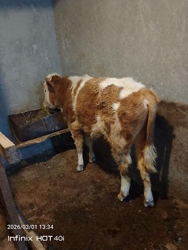 Гуси: Salam simental ərkək danadı real alıcıya endirim olacağ isdiyən olsa — 6