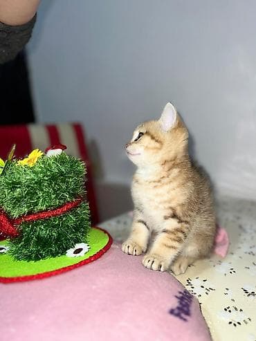 Pişiklər: Britan — 4