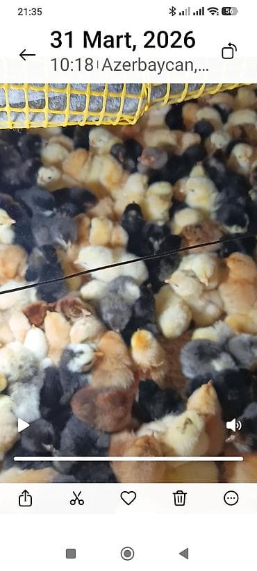 Полностью автоматическая — 4