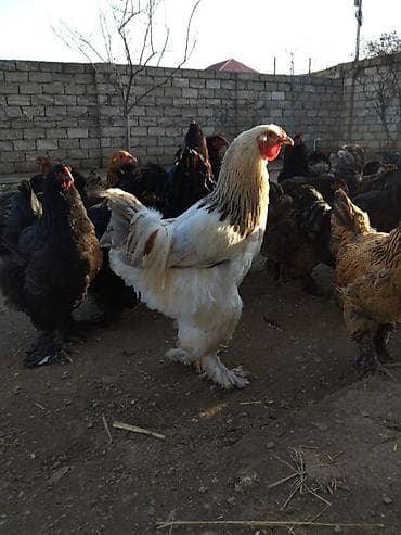 Təmiz qan brama 7-12 aya qədər var 30-60 manata qədər qiymətlər lalafo.az -da Təmiz qan brama 7-12 aya qədər var 30-60 manata qədər qiymətlər